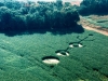 G136777732427